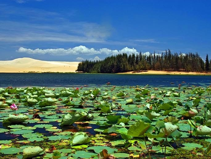 Bàu Sen Mũi Né - Phan Thiết