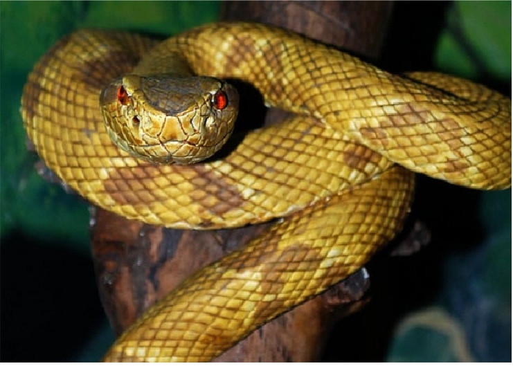 Hình ảnh rắn hổ lục đầu vàng trưởng thành ở đảo Rắn