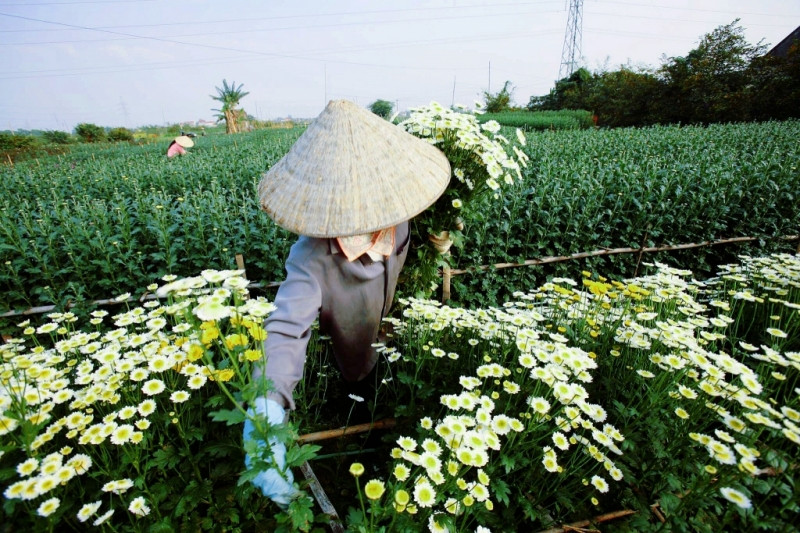 Làng hoa Hạ Lũng là một trong 10 vườn hoa nổi tiếng nhất Việt Nam.