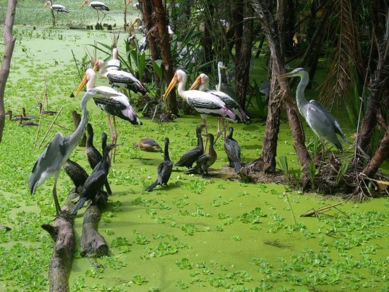 Hàng ngàn con chim tập trung sống ở Sân chim Cà Mau.