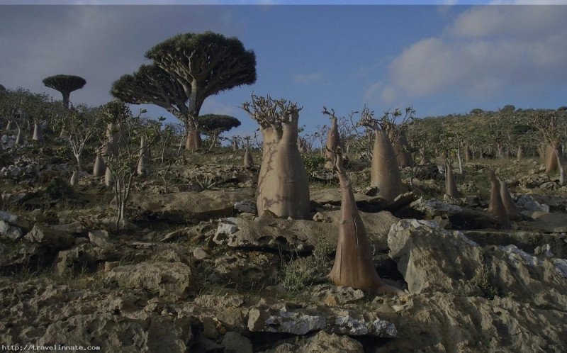 Với những loài cây độc nhất vô nhị, không thể tìm thấy nơi nào khác trên thế giới, Socotra như một hòn đảo ngoài hành tinh.