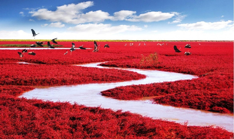 Sở dĩ biển Đỏ trở thành địa điểm giống như ở ngoài hành tinh là bởi những loài thực vật màu đỏ rực rỡ mọc hai bên bờ.