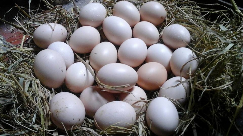 Hiếm thấy những trứng gà so như vậy trên thị trường