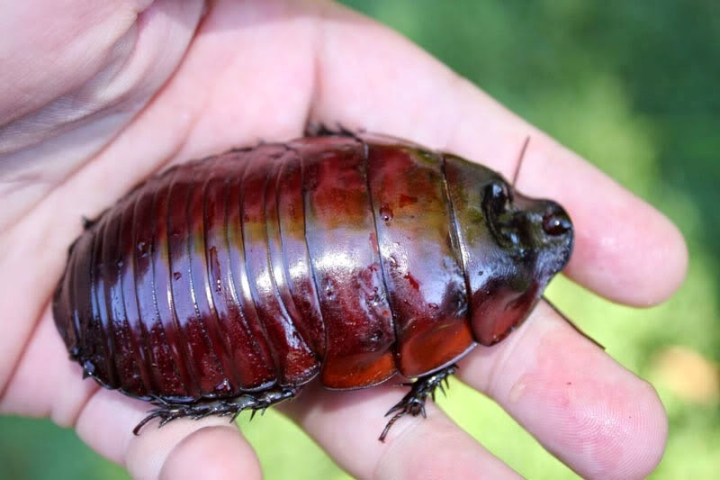 Gián Burrowing Cockroach có nguồn gốc từ Australia, thường xuất hiện ở khu vực nhiệt đới như bang Queensland.