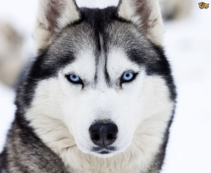 Chó Husky thuần chủng với đôi mắt xanh dương