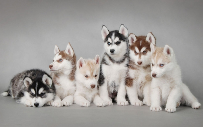 Những chú chó Husky xinh đẹp