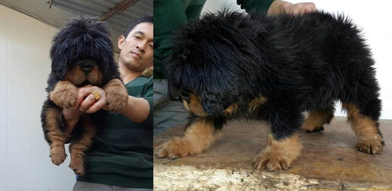 Chó Ngao Tây Tạng khi còn nhỏ