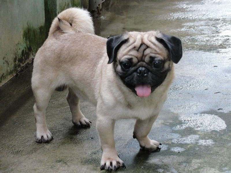 Chú chó Pug với vẻ ngoài đáng yêu