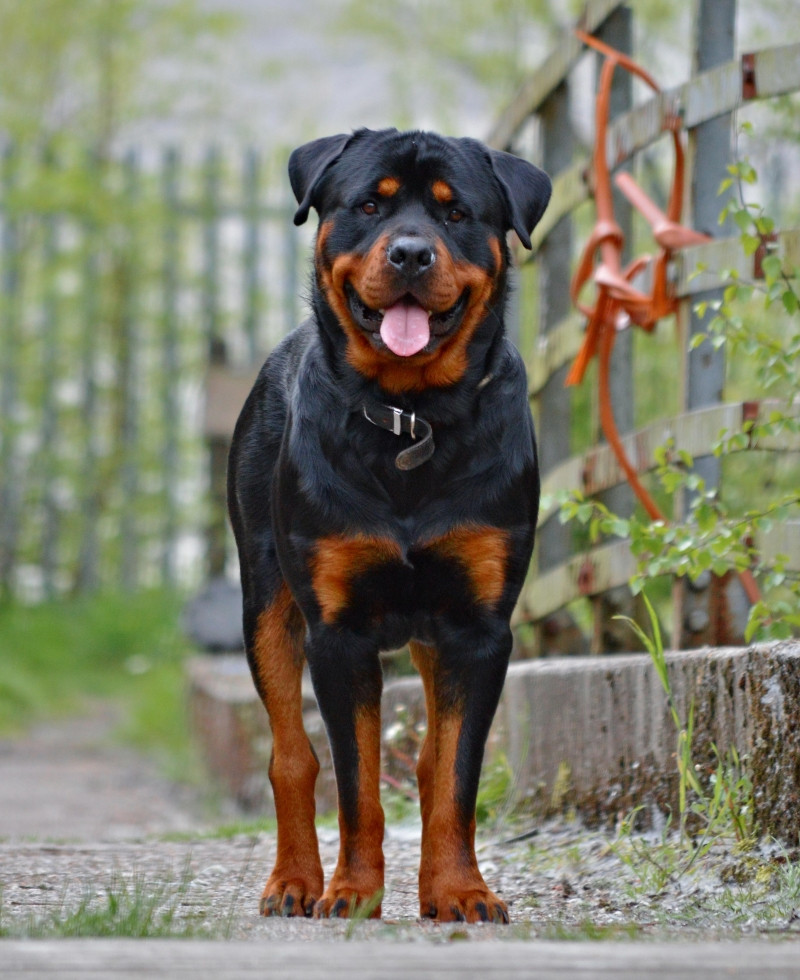 Chú chó Rottweiler dũng mãnh