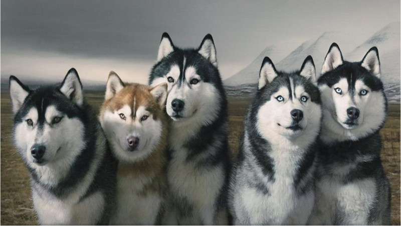 Chó Siberian Huskies vô cùng đẹp và thông minh