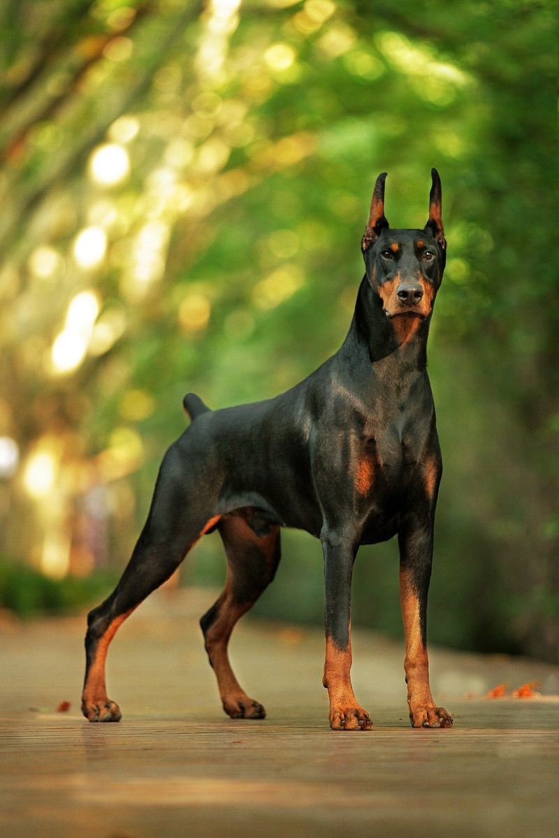 Doberman Pinscher được cắt đuôi và tai để tăng vẻ mạnh mẽ của chúng