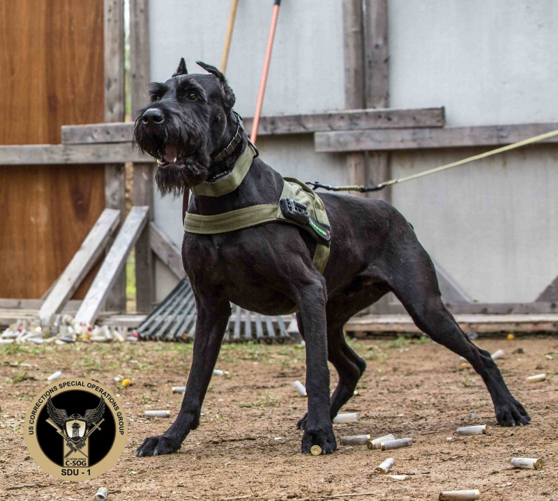 Giant Schnauzer có những túm lông ngộ nghĩnh ở mắt và quanh mõm