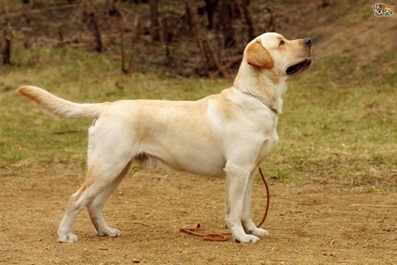 Labrador Retriever có vẻ ngoài hiền lành, thân thiện