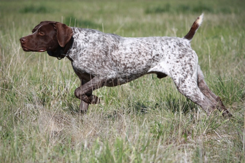 German Shorthaired Pointer còn có biệt danh là 