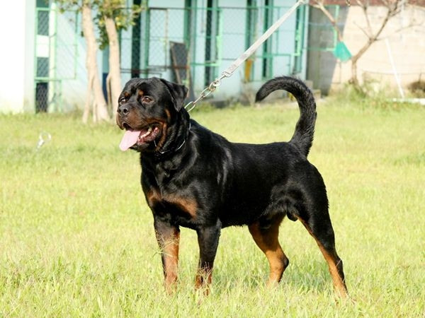 Một con chó Rottweiler đực trưởng thành kích cỡ như một con Shepard Đức nhưng vượt trội về cân nặng