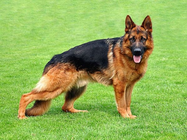 Giống chó Berger – German Shepard được biết đến với tên gọi khác là chó chăn cừu Đức