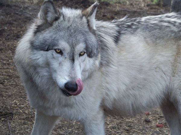 Tổ tiên giống chó lai này là chó sói và nổi tiếng là một trong những kẻ thù nguy hiểm nhất trong tự nhiên