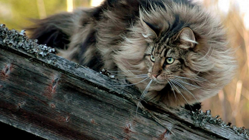 Norwegian Forest Cat có vẻ ngoài oai vệ như một chú sư tử