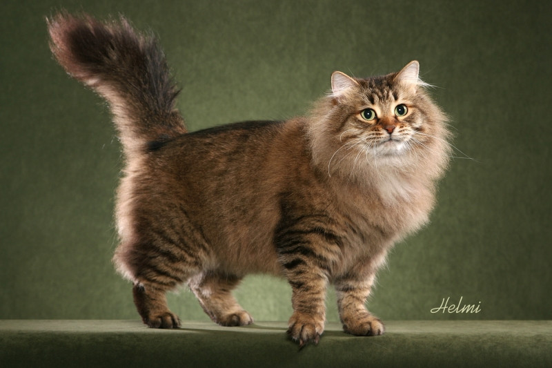 Siberian được xem là giống mèo biểu tượng của nước Nga