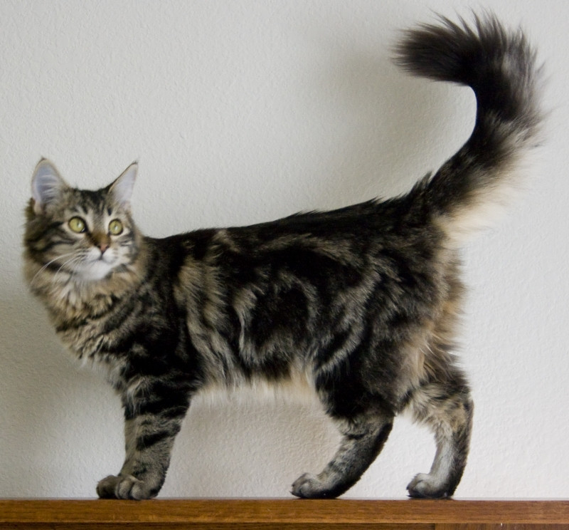 Maine Coon là giống mèo nhà có kích thước to lớn nhất hiện nay