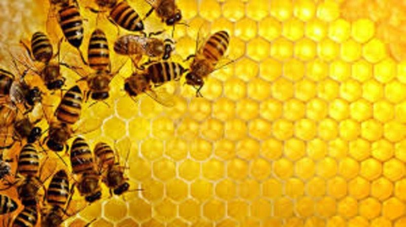 Uống mật ong pha nước ấm có tác dụng tốt cho việc điều trị bệnh chàm