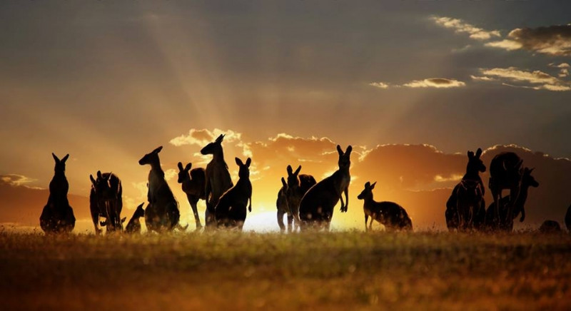 Biểu tượng của nước Úc xinh đẹp
