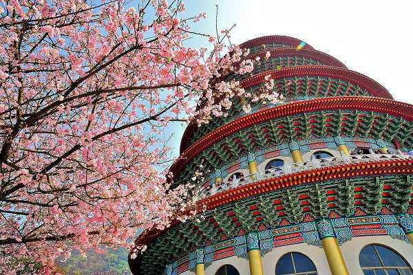 Bạn đến Đài Loan vì muốn ngắm hoa thì trung tuần tháng 2 là thời điểm muôn hoa khoe sắc