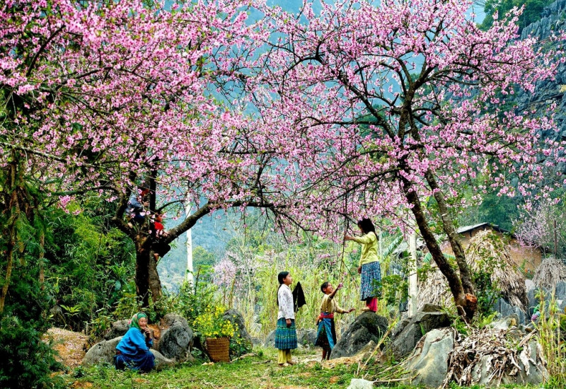 Hoa đào nở rộ ở Mai Châu.