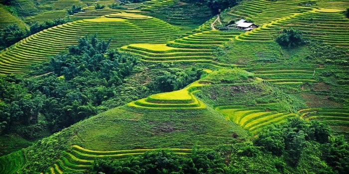 Ruộng bậc thang ở Sapa