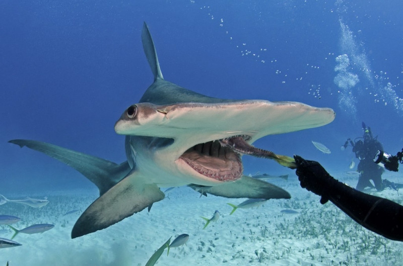 The Hammerhead Shark - cá mập đầu búa rất là nguy hiểm.