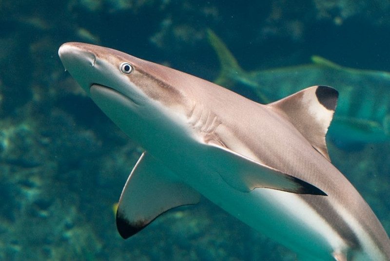 The Blacktip Shark - cá mập vây đen.