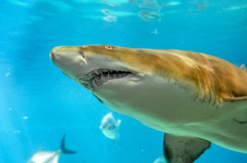The Sand Tiger Shark hay còn gọi là cá mập hổ cát!