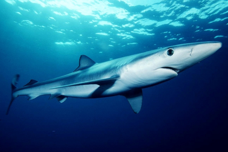 The Blue shark - cá mập xanh rất đáng sợ.