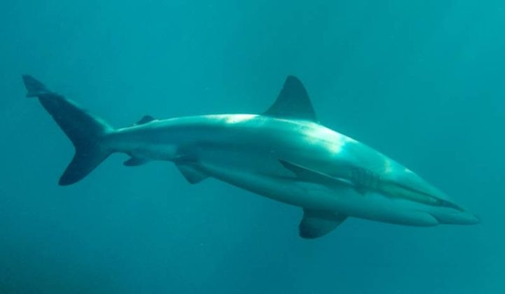 The Bronze Whaler Shark, cá mập đáng sợ đến từ biển xanh.