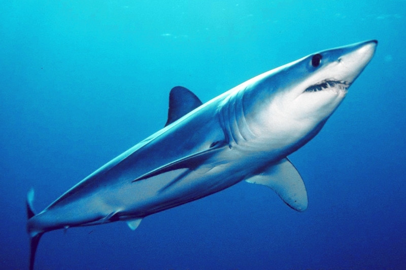 The Shortfin Mako Shark - cá mập Mako.