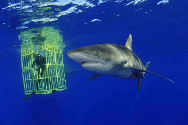 The Oceanic Whitetip Shark - cá mập vây trắng của đại dương.