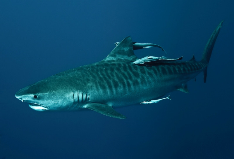 The Tiger Shark - cá mập hổ.