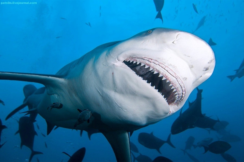 The Bull Shark - cá mập bò mắt trắng.