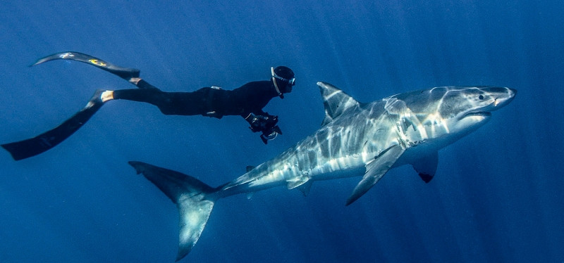 The Great White Shark - sát thủ của biển cả.