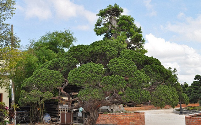 Một cây tùng cổ từ Nhật Bản trị giá hàng triệu đô trong khuôn viên của ông Bê Trầm