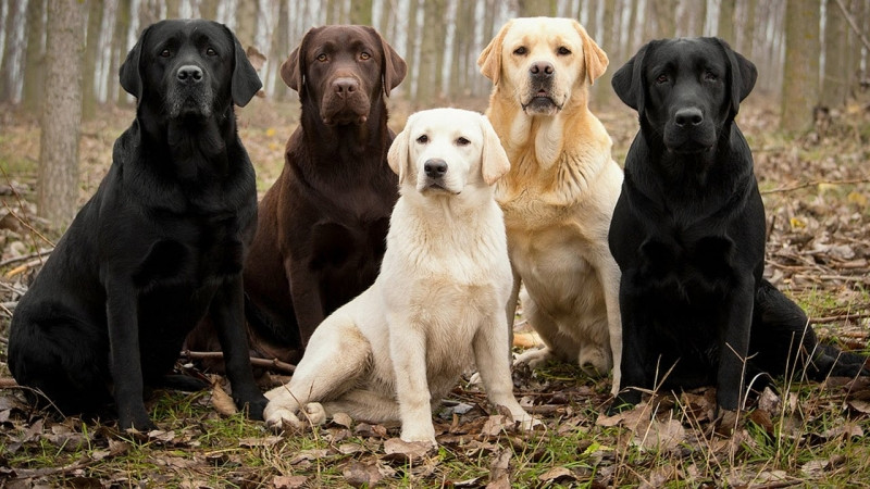 Labrador Retriever là người bạn rất đỗi nhẫn nại và dịu dàng