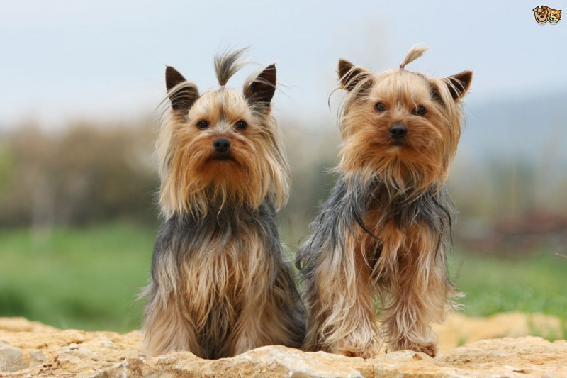 Yorkshire Terrier tuy nhỏ bé nhưng rất yêu thương và biết cách bảo vệ chủ