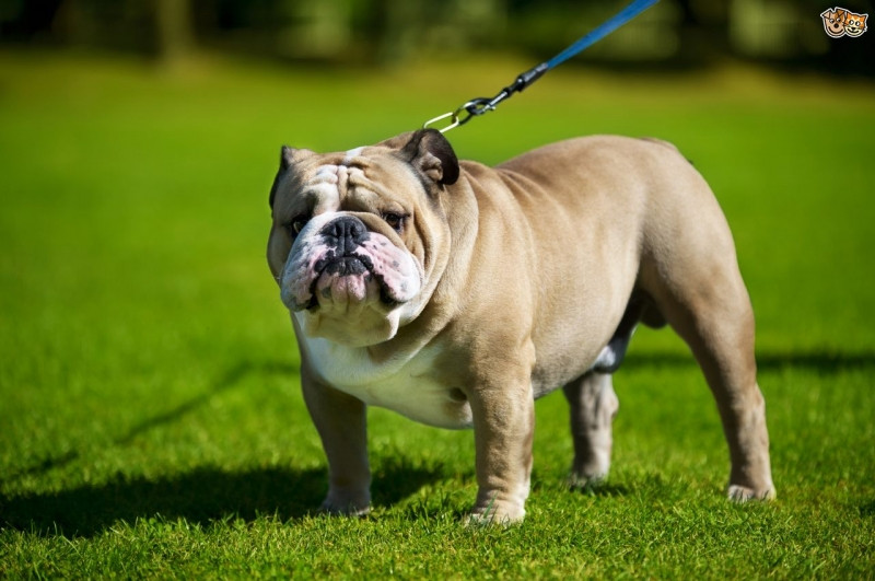 Bulldog có gương mặt cáu bẳn nhưng thực ra lại rất hiền lành