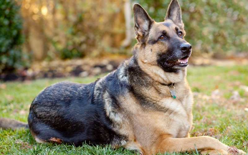 German Shepherd là một vệ sĩ tuyệt vời