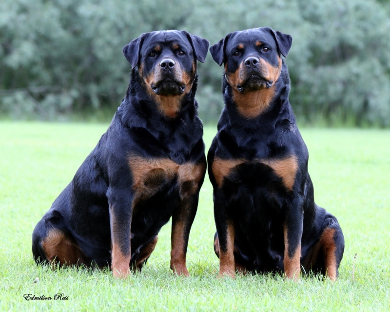 Rottweiler tuy có vẻ ngoài dữ dằn nhưng lại rất nhẹ nhàng và tình cảm