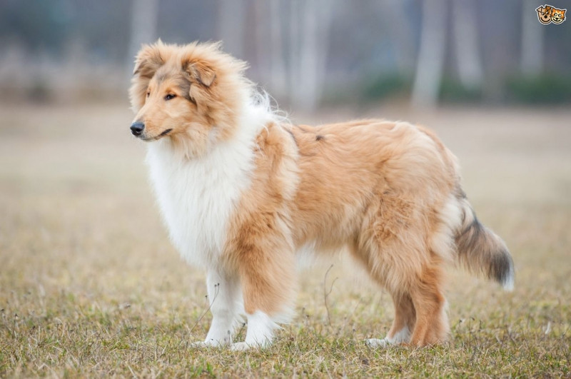 Rough Collie rất quấn quýt và thích ở bên cạnh chủ