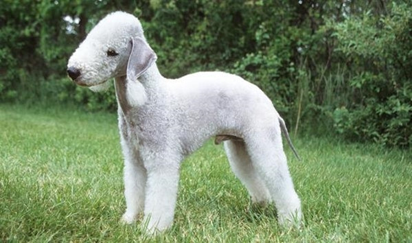 Chó sục Bedlington nổi bật với vẻ bề ngoài tựa như một chú cừu con hơn là một con chó