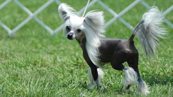 Đây là loài chó có diện mạo vô cùng độc và lạ, ngoại hình xấu xí và trên đầu có chỏm lông tơ như mào