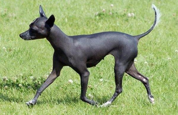 Giống chó Xoloitzcuintli là một trong những loài chó tồn tại từ rất lâu đời