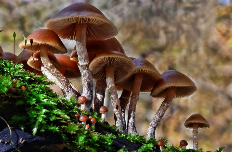 Nấm mũ đầu lâu mùa thu (Autumn Skullcap)